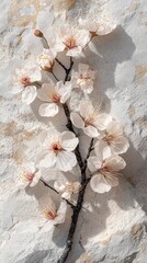 Spring Cherry Blossoms on Rough Stone Background spring stone cherry blossom white flower bloom twig