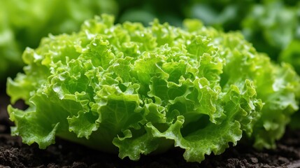 Close-up of fresh, vibrant green lettuce