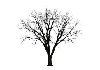 Obraz premium A solitary tree with intricate branches silhouetted against a clear sky