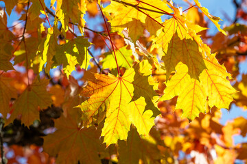 Looking up through glowing backlit fall maple tree leaves in bright yellow with red leaf veins at a sunny bright sky, celebrate changing seasons, autumn nature background
