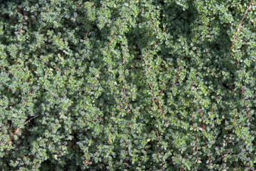 Looking down at sunlit light green fuzzy leaves of a wooly thyme plant growing in a garden, walkable as a lawn alternative, as a nature background
