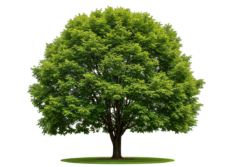 Lush green tree standing tall in a serene park setting with clear blue sky background