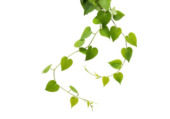 Obraz premium A delicate green vine with small, heart-shaped leaves in varying shades of green, gracefully trailing, isolated on a transparent background, tranquil natural beauty concept