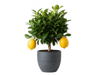 Lush lemon tree in modern pot isolated on transparent background
