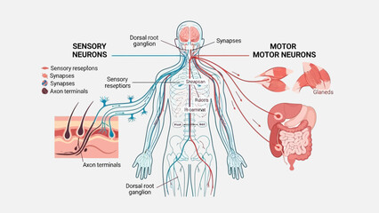 Detailed diagram illustrating the pathway and essential components of sensory neurons versus motor neurons within the human nervous system schematic