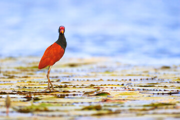 Wattled Jacana (Jacana jacana) walking on floating water lilies in a tropical wetland.