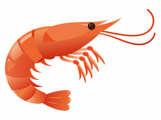 A vibrant illustration of a single orange shrimp with detailed anatomy