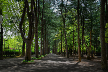Tree-lined straight path on Nami Island offers serenity near Seoul.