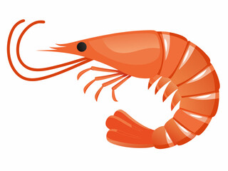 A vibrant orange shrimp illustration with detailed features and curved body