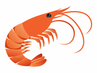 A vibrant orange shrimp illustration with detailed features and curved body form