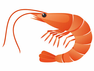 Illustration of a vibrant orange shrimp with detailed features and a white tail