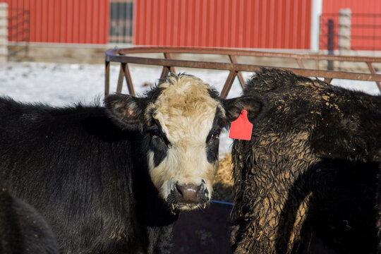 Black baldy steer looking at camera