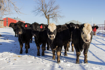Group of black feeder calves