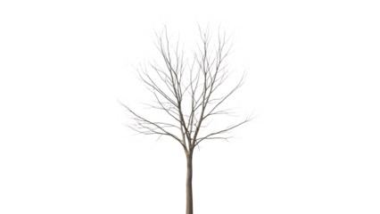 A leafless tree isolated on transparent background with a single stem and bare branches stretching upwards
