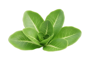 3d icon of fresh green lettuce plant isolated on transparent background