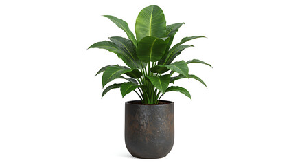 Beautiful green plant in a pot