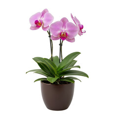 Naklejka premium Elegant pink orchid in dark pot isolated on transparent background