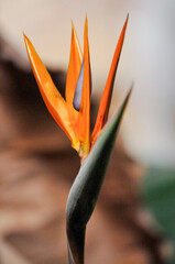The bird of paradise flower 
