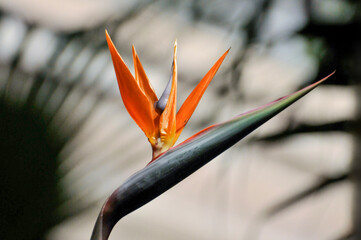 The bird of paradise flower 