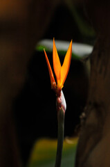 The bird of paradise flower 