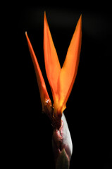 The bird of paradise flower 