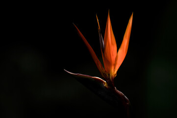 The bird of paradise flower 