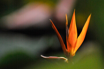 The bird of paradise flower 