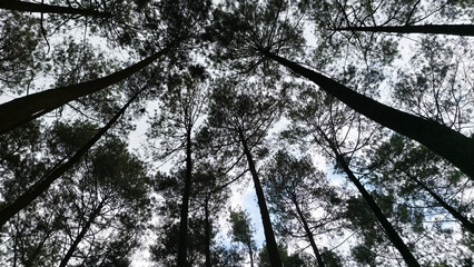 Background View of a pine forest seen from below