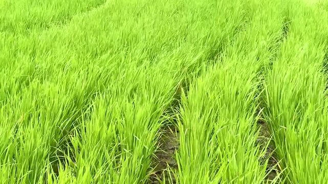 Lush green rice field with neatly arranged rows growing in a tropical rural landscape in Southeast Asia. Concepts to agriculture, environment, nature background and traditional farming culture.