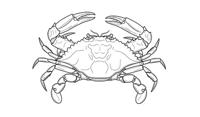Blue crab Callinectes sapidus line art vector illustration scientific marine species © MdMahfizur