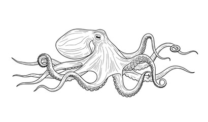 Elegant octopus vulgaris line art vector illustration scientific marine animal © MdMahfizur