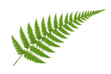 Green fern leaf frond on transparent background