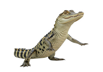 Naklejka premium A detailed image of a young alligator standing on its hind legs with its mouth slightly open, showing its sharp teeth, isolated on transparent background