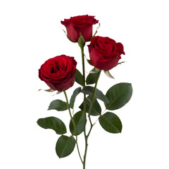 Naklejka premium Three red roses on long stems with green leaves arranged artistically