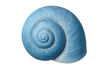 Blue spiral seashell displaying natural mathematical patterns