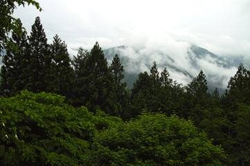 Fototapeta premium Misty Mountain Veiled in Clouds and Deep Green Forest