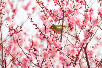 梅の花の蜜を求めるメジロ © walkingcow3039