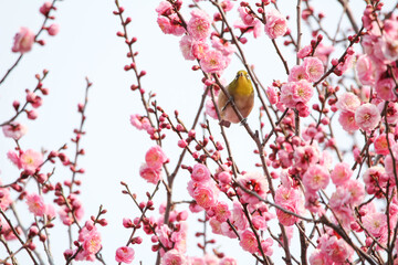 梅の花の蜜を求めるメジロ © walkingcow3039