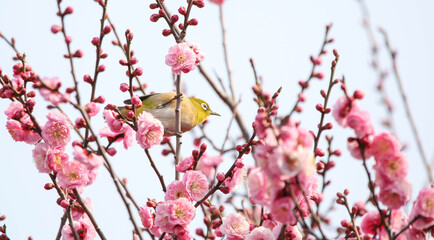梅の花の蜜を求めるメジロ