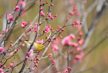 梅の花の蜜を求めるメジロ © walkingcow3039
