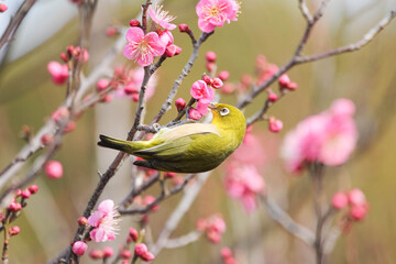 梅の花の蜜を求めるメジロ © walkingcow3039