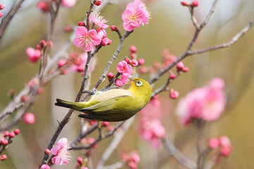 梅の花の蜜を求めるメジロ