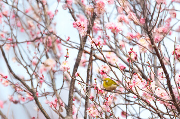 梅の花の蜜を求めるメジロ © walkingcow3039