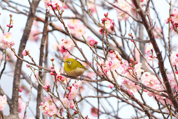 梅の花の蜜を求めるメジロ