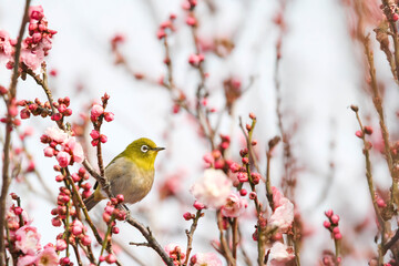 梅の花の蜜を求めるメジロ