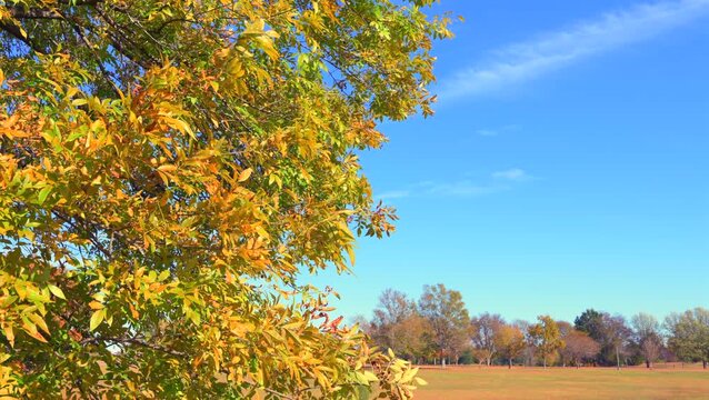 Close-up of autumn tree branches and yellow leaves gently blowing in a light breeze against a clear blue sky, ideal for seasonal, nature, and calm background footage.