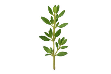 Fototapeta premium Thyme sprig fresh green herb for cooking and seasoning
