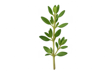 Thyme sprig fresh green herb for cooking and seasoning