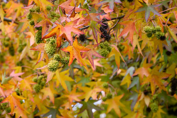 American Sweetgum, Liquidambar styraciflua, tree in full fall color with interesting spiky green seed pods, yellow and orange leaves, celebrate changing seasons, autumn nature background

