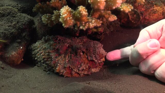 Stonefish head partly in frame as a diver touches under its chin with a finger underwater.